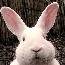 Rabbit Zheng